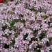 pic04_1